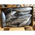 Gefrorener Skipjack / Bonito Thunfisch / Skip Jack